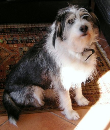 Ventimiglia: si è perso Charlie, uno spinone di 10 anni. L'appello del proprietario