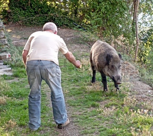 Bajardo: cinghiali a 10 metri dal paese, eccoli mentre ricevono il cibo dalle mani dell'uomo (Foto) Bajardo: cinghiali a 10 metri dal paese, eccoli mentre ricevono il cibo dalle mani dell'uomo (Foto)