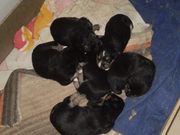 Foto generica di alcuni cuccioli