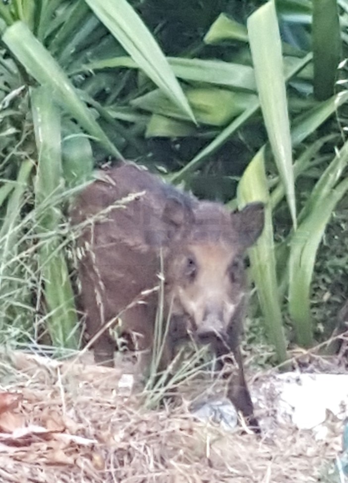 Bordighera: giovane colpito da un cinghiale mentre viaggia in scooter, è il secondo incidente del genere in pochi giorni Bordighera: giovane colpito da un cinghiale mentre viaggia in scooter, è il secondo incidente del genere in pochi giorni