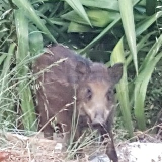 Bordighera: giovane colpito da un cinghiale mentre viaggia in scooter, è il secondo incidente del genere in pochi giorni Bordighera: giovane colpito da un cinghiale mentre viaggia in scooter, è il secondo incidente del genere in pochi giorni