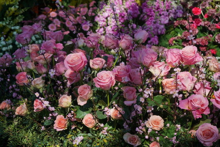 'Festival dei Fiori' e 'Corso Fiorito' a Sanremo: ecco tutte le indicazioni per seguirli, le bande i gruppi e gli abbinamenti