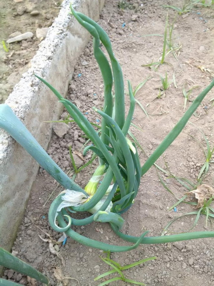 Questo pomeriggio alle 18 alla Mondadori Bookstore di Imperia la presentazione di "La cipolla egiziana"