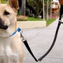 La città di Bordighera apre i parchi ai cani ma tenuti al guinzaglio: esclusi i giochi per bambini La città di Bordighera apre i parchi ai cani ma tenuti al guinzaglio: esclusi i giochi per bambini