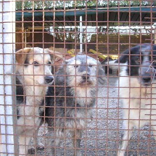 Ventimiglia: preoccupazione a Varase per il nuovo canile, intervento della Lega del Cane