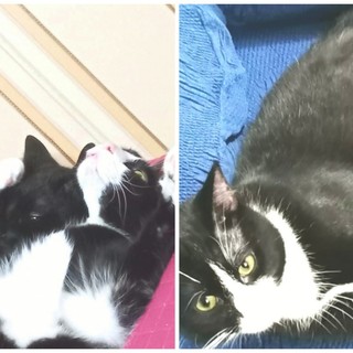 Ventimiglia: il gatto Chaos é stato ritrovato, i ringraziamenti della proprietaria a 'Lally Veg' del gattile Ventimiglia: il gatto Chaos é stato ritrovato, i ringraziamenti della proprietaria a 'Lally Veg' del gattile