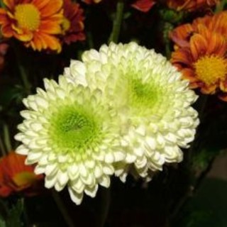 Sanremo, il 4 novembre seminario della Florcoop sui risultati ottenuti sulle varietà di crisantemo Sanremo, il 4 novembre seminario della Florcoop sui risultati ottenuti sulle varietà di crisantemo