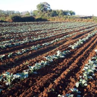 Camporosso: l'ordinanza rimane attiva ma fortunatamente l'invasione delle mosche sta calando sul territorio
