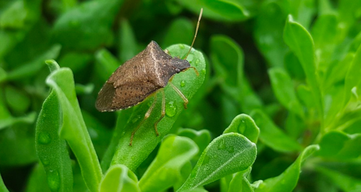 80 milioni di euro per i danni della cimice asiatica, Boeri (Coldiretti Liguria): "Provvedimento importante che aiuterà tante aziende"
