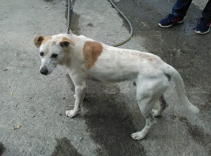 Pigna: cagnolino trovato questa mattina con ferite da morso, si teme sia stato abbandonato