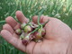 Realizzare un piccolo orto domestico sul terrazzo: agricoltura fai da te con la cipolla egiziana Realizzare un piccolo orto domestico sul terrazzo: agricoltura fai da te con la cipolla egiziana