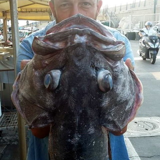 Una cernia da 20 kg pescata stamattina al largo di Arma di Taggia dal sanremese Federico Martino Una cernia da 20 kg pescata stamattina al largo di Arma di Taggia dal sanremese Federico Martino