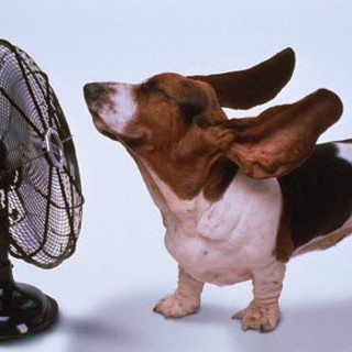 Aumentano le temperature: per ora picco massimo a Diano con 37 gradi, emesso l'avviso per disagio fisiologico da caldo Aumentano le temperature: per ora picco massimo a Diano con 37 gradi, emesso l'avviso per disagio fisiologico da caldo