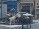 Ventimiglia: di solito sono sul Roya, capre in giro a largo Torino tra l'ilarità di residenti e turisti (Foto)