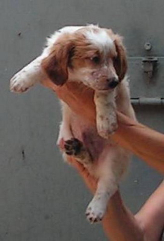 Sanremo: da oggi al via la colletta alimentare per gli animali randagi