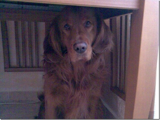 Bordighera: lettore rivolge un appello per trovare il cane, forse sottrattogli da un clochard Bordighera: lettore rivolge un appello per trovare il cane, forse sottrattogli da un clochard