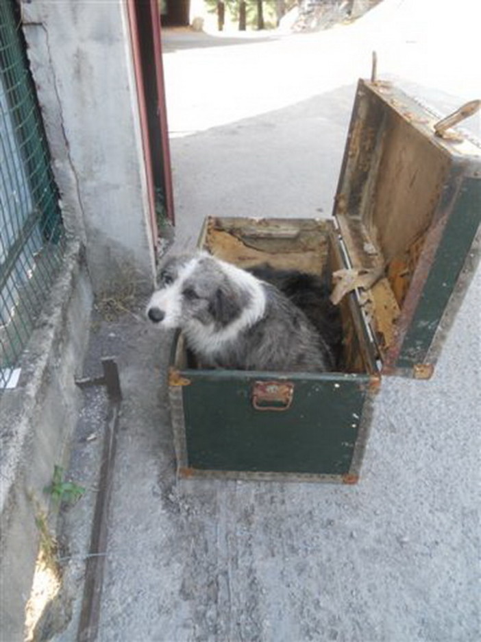 Ventimiglia: crudeltà sugli animali, due cani abbandonati in un baule di fronte al canile Ventimiglia: crudeltà sugli animali, due cani abbandonati in un baule di fronte al canile