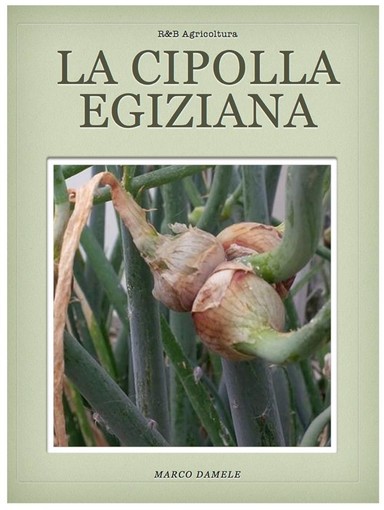 La coltivazione della cipolla egiziana nell'estremo ponente ligure diventa un eBook La coltivazione della cipolla egiziana nell'estremo ponente ligure diventa un eBook