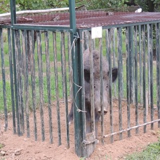 Caccia: la Corte Costituzionale annulla le disposizioni della Regione sulla caccia di contenimento al cinghiale Caccia: la Corte Costituzionale annulla le disposizioni della Regione sulla caccia di contenimento al cinghiale