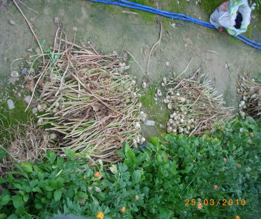 Cancellato il profilo su Facebook di 'Castellaro no cava', le proteste Cancellato il profilo su Facebook di 'Castellaro no cava', le proteste