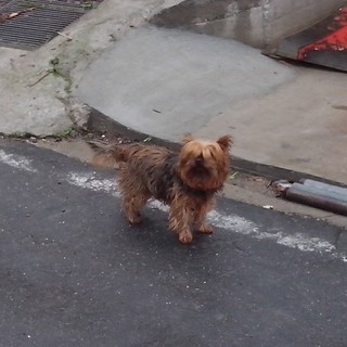 Sanremo: cagnolino nella foto avvistato nella zona di San Lorenzo-Solaro Sanremo: cagnolino nella foto avvistato nella zona di San Lorenzo-Solaro