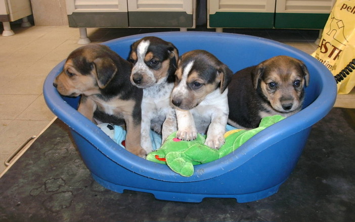 Ad Albenga una giornata dedicata al benessere e alla relazione di cura tra uomini e animali Ad Albenga una giornata dedicata al benessere e alla relazione di cura tra uomini e animali