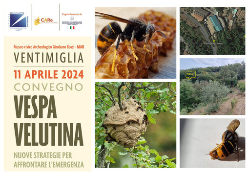 A Ventimiglia l'11 aprile il convegno Vespa velutina, nuove strategie per affrontare l’emergenza A Ventimiglia l'11 aprile il convegno Vespa velutina, nuove strategie per affrontare l’emergenza