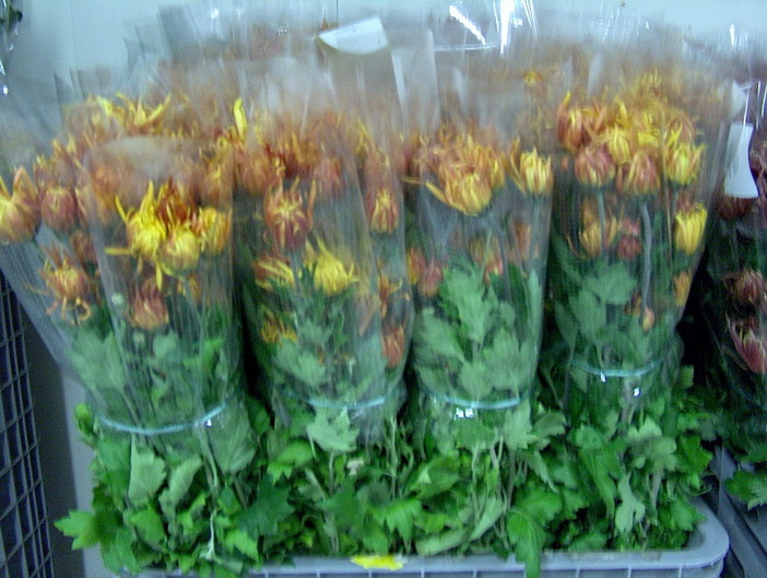 Floricoltura: il crisantemo ligure simbolo di Ognissanti, dopo il calo per la pandemia il settore riparte