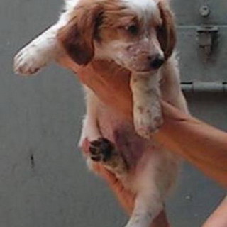 Sanremo: da oggi al via la colletta alimentare per gli animali randagi