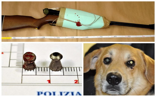 Imperia: 55enne infastidito da due cani, spara con una carabina ad area compressa, denunciato dalla Polizia Imperia: 55enne infastidito da due cani, spara con una carabina ad area compressa, denunciato dalla Polizia