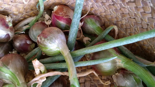 Centinaia le prenotazioni ricevute da R&amp;B Agricoltura per la distribuzione dei bulbi di 'Cipolla Egiziana'