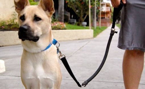 La città di Bordighera apre i parchi ai cani ma tenuti al guinzaglio: esclusi i giochi per bambini La città di Bordighera apre i parchi ai cani ma tenuti al guinzaglio: esclusi i giochi per bambini
