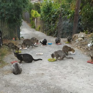 Sterilizzazioni animali randagi: il comune di Ventimiglia censisce le colonie feline Sterilizzazioni animali randagi: il comune di Ventimiglia censisce le colonie feline