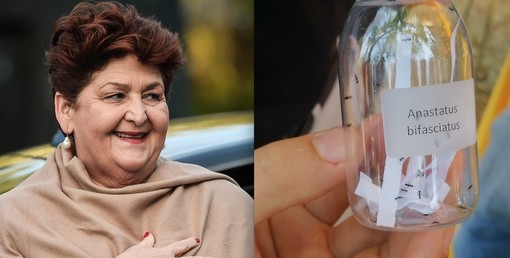 Cimice asiatica: 80 milioni di euro nella Legge di Bilancio 2020 per le aziende danneggiate dall’insetto (Foto)