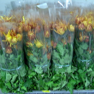Floricoltura: il crisantemo ligure simbolo di Ognissanti, dopo il calo per la pandemia il settore riparte