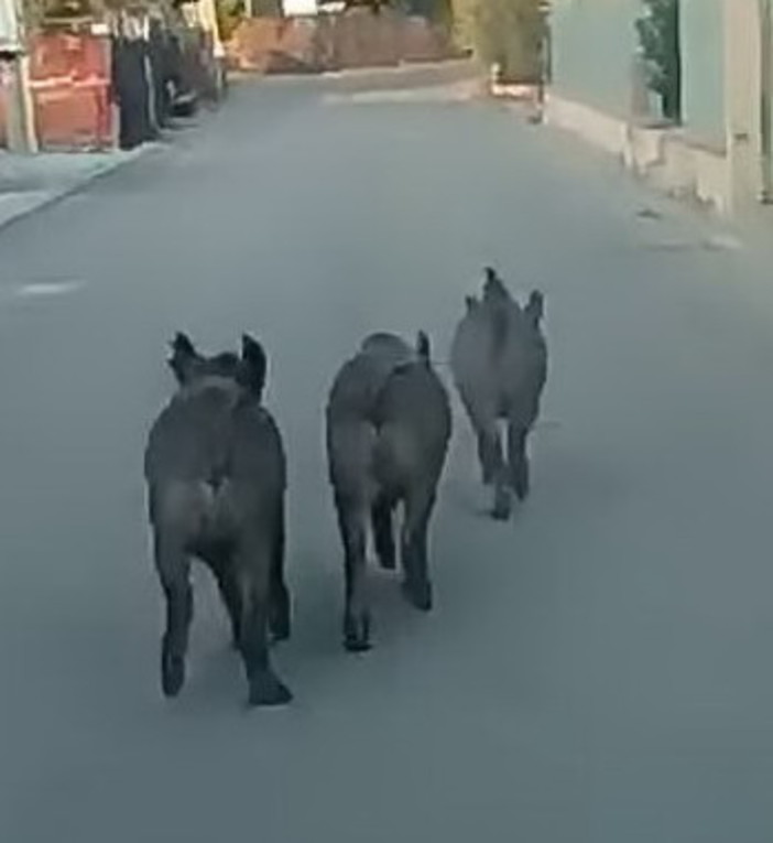 Seborga: tre cinghiali a spasso sulla strada principale, le immagini girate dall'auto e pubblicate sui social (Foto e Video) Seborga: tre cinghiali a spasso sulla strada principale, le immagini girate dall'auto e pubblicate sui social (Foto e Video)