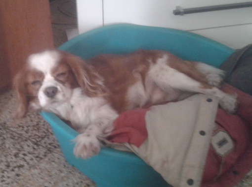 Sanremo: cagnolino Cavalier King smarrito in strada Rocca, l'appello dei proprietari Sanremo: cagnolino Cavalier King smarrito in strada Rocca, l'appello dei proprietari