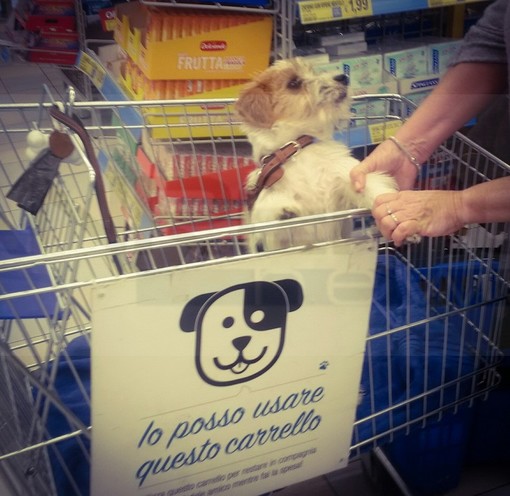 Taggia: all'Eurospin nel centro commerciale ecco carrelli e cestini per poter fare la spesa con 'Fido' (Foto) Taggia: all'Eurospin nel centro commerciale ecco carrelli e cestini per poter fare la spesa con 'Fido' (Foto)