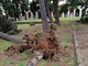 Sanremo: cipresso del 'Monumentale' alla Foce crolla nella giornata di ieri, fortunatamente il cimitero era chiuso (Foto) Sanremo: cipresso del 'Monumentale' alla Foce crolla nella giornata di ieri, fortunatamente il cimitero era chiuso (Foto)