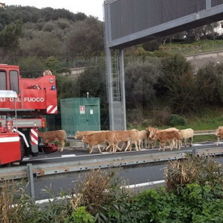 Imperia: camion di bestiame si ribalta in autostrada, la Polizia Stradale al lavoro sulle cause Imperia: camion di bestiame si ribalta in autostrada, la Polizia Stradale al lavoro sulle cause