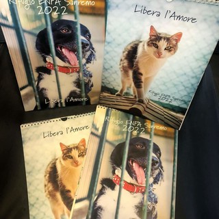 Un amico nuovo ogni mese: ecco il calendario con i cani e i gatti ospiti dell'Enpa per aiutare i '4 Zampe'