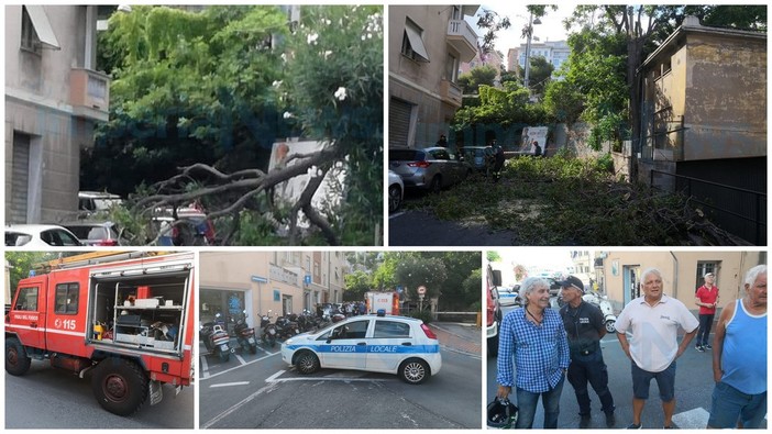 Imperia: crolla un albero in via Pirinoli, strada chiusa e intervento dei Vigili del Fuoco (Foto e Video) Imperia: crolla un albero in via Pirinoli, strada chiusa e intervento dei Vigili del Fuoco (Foto e Video)