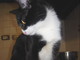 Sanremo: stato smarrito Cleo, un gatto bianco e nero Sanremo: stato smarrito Cleo, un gatto bianco e nero