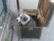 Ventimiglia: crudeltà sugli animali, due cani abbandonati in un baule di fronte al canile