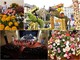 Sanremo: non solo Corso Fiorito, l’allerta Coronavirus cancella anche Villa Ormond in Fiore, il concerto della Sinfonica e il gala al Casinò