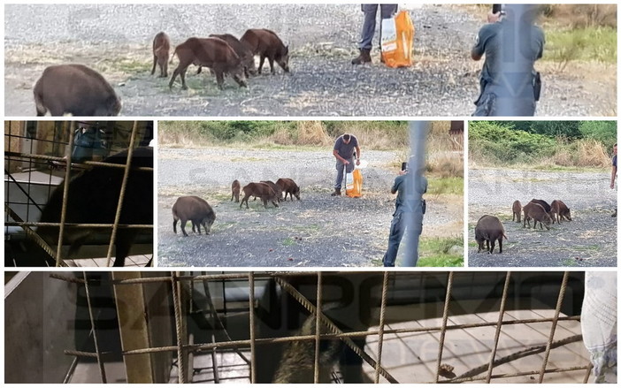 Ventimiglia: agenti della Regione 'armati' di cibo per catturare i cinghiali sul Roya e poi liberarli in montagna (Foto)