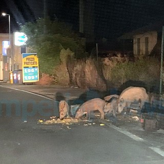 Pigna: troppi cinghiali in giro a pochi metri dai residenti, scatta l'ordinanza del sindaco