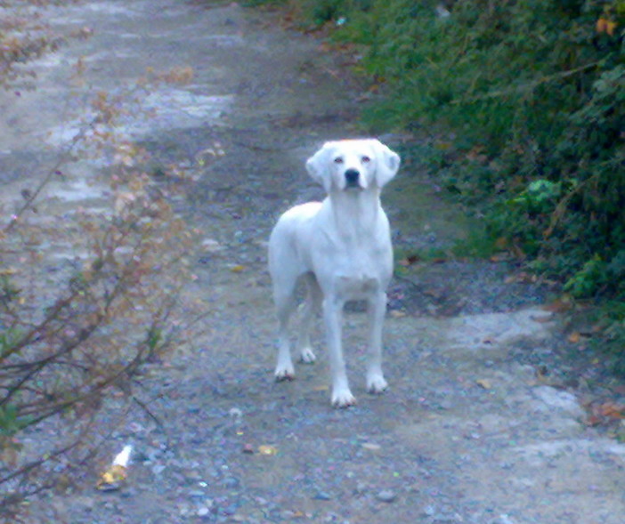 Santo Stefano al Mare: un branco di cani devasta le campagne e crea danni tra gli animali ed i terreni del paese