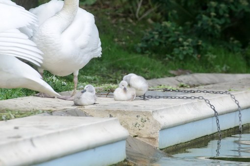 Sanremo: bandito un 'sondaggio' agli alunni dell'Almerini per assegnare i nomi ai cuccioli di cigno di Villa Ormond Sanremo: bandito un 'sondaggio' agli alunni dell'Almerini per assegnare i nomi ai cuccioli di cigno di Villa Ormond