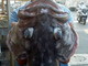 Una cernia da 20 kg pescata stamattina al largo di Arma di Taggia dal sanremese Federico Martino Una cernia da 20 kg pescata stamattina al largo di Arma di Taggia dal sanremese Federico Martino